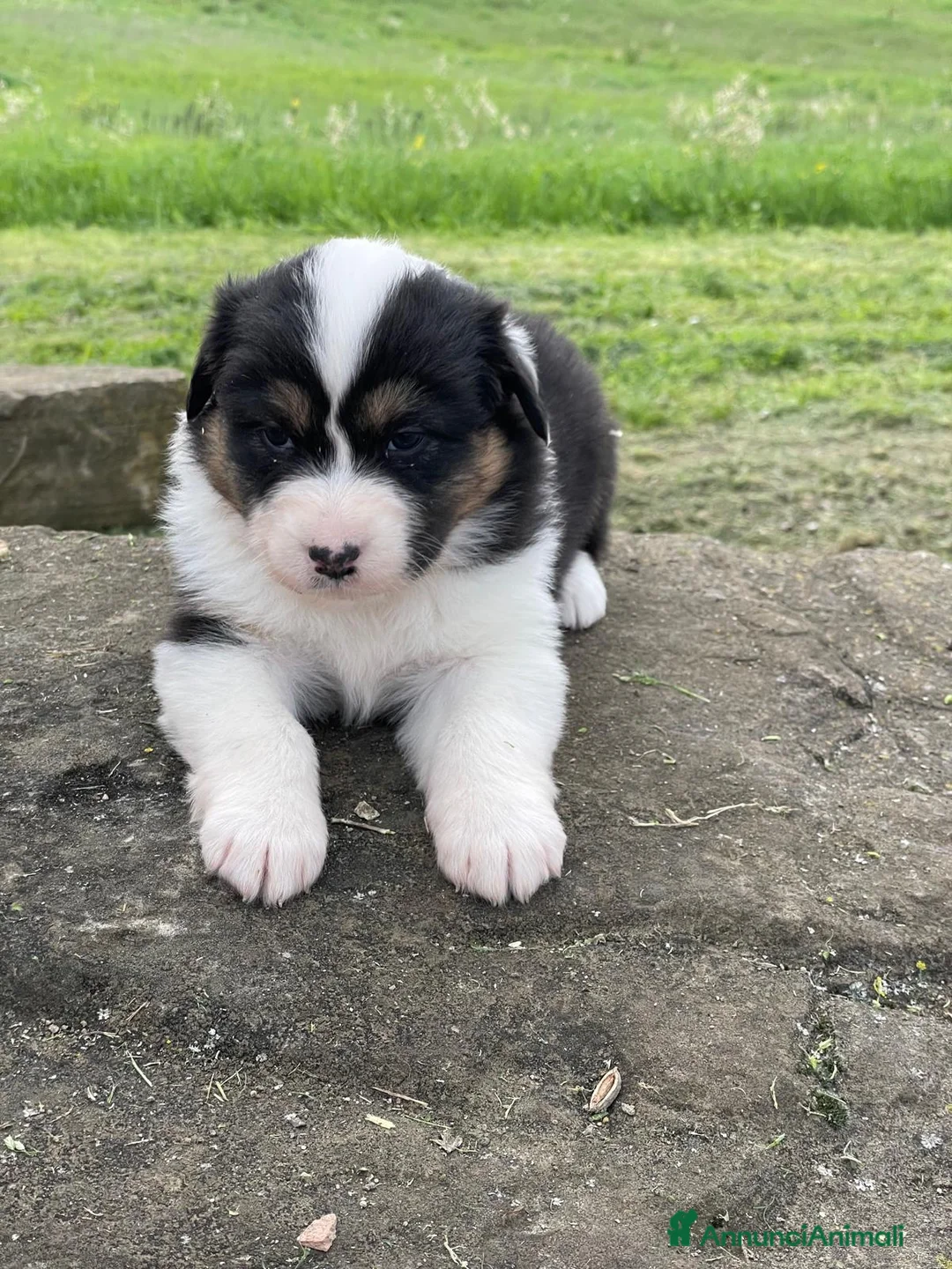 Australian Shepherd cani in vendita: Cuccioli Pastore Australiano - Annuncio 4