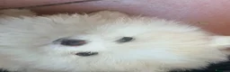 Spitz cani in vendita: Cuccioli di spitz Pomerania  - Annuncio 12