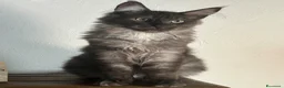 Maine Coon gatti in vendita: Maine Coon  - Annuncio 6
