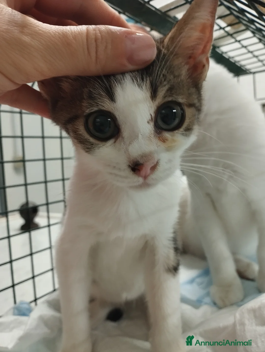 Europeo gatti in regalo: Picchio e poldino cercano casa - Annuncio 2