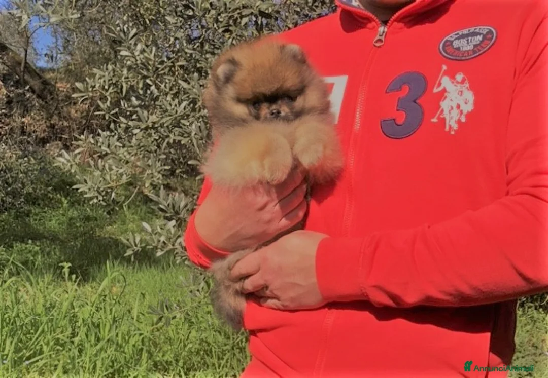 Volpino Pomerania cani in vendita: Bellissimo Pomerania Orange sable selezionato a Città metropolitana di Roma Capitale - Annuncio 1