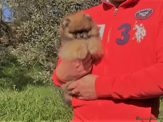 Volpino Pomerania cani Bellissimo Pomerania Orange sable selezionato a Città metropolitana di Roma Capitale - Annuncio 1