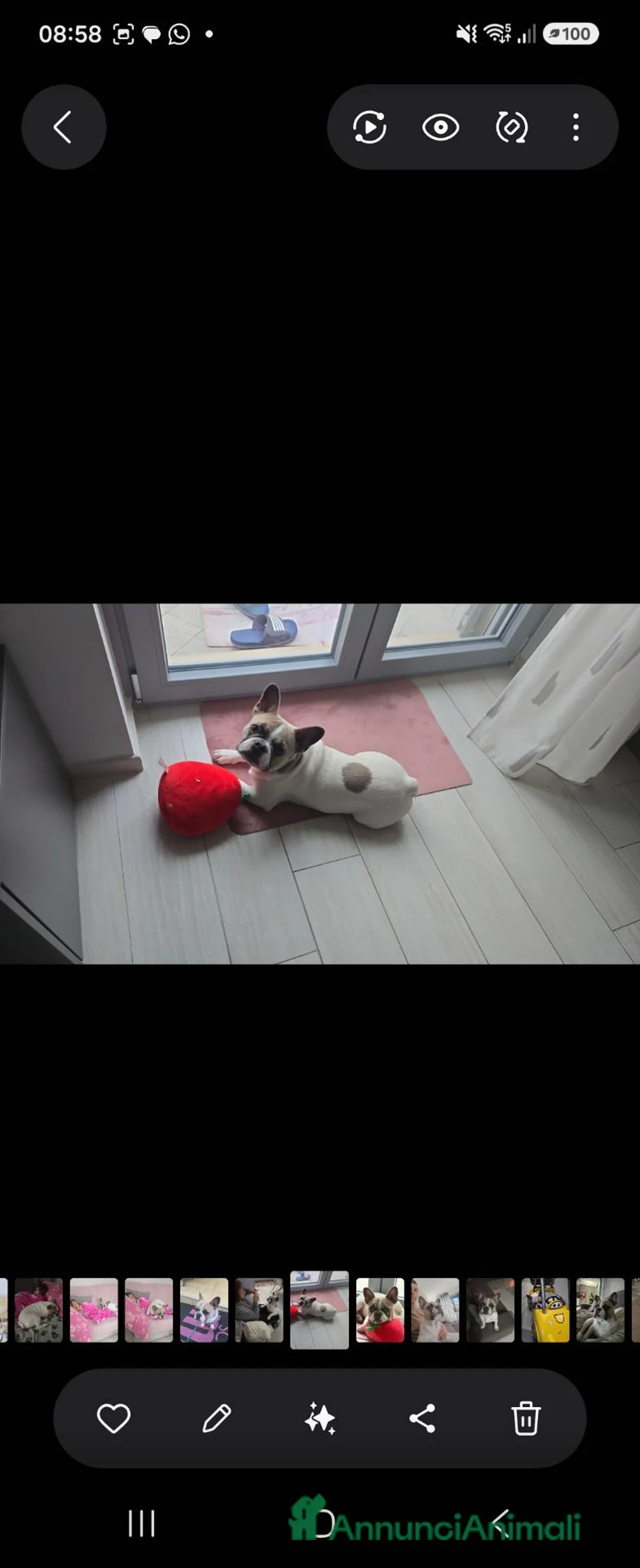 Bulldog Francese cani per accoppiamento: Buldog francese originale  a Provincia di Foggia - Annuncio 4