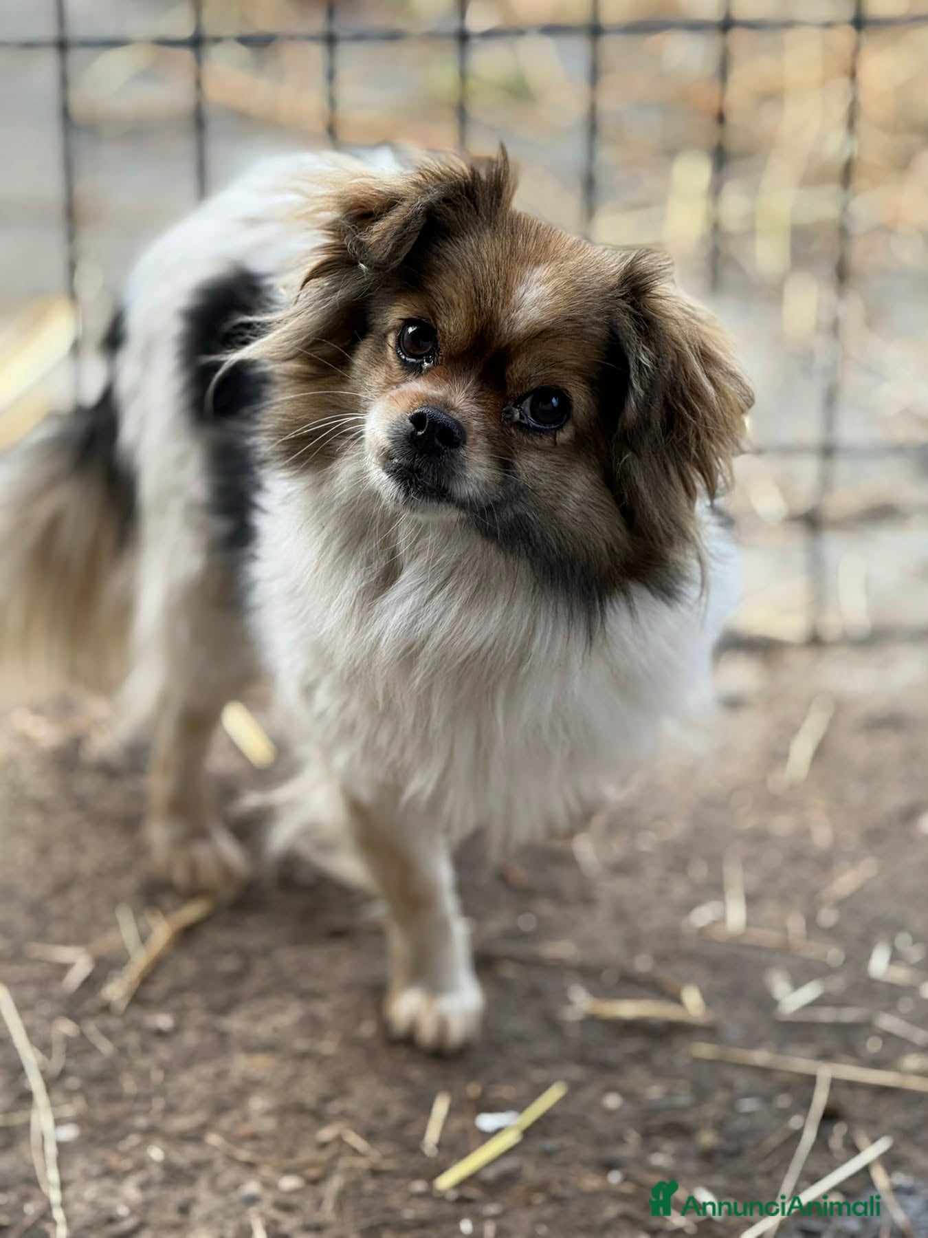 Chihuahua cani KIKI, dolcissima mix CHIHUAHUA!  - Annuncio 37