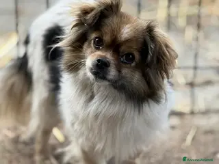 Chihuahua cani KIKI, dolcissima mix CHIHUAHUA! - Annuncio 37