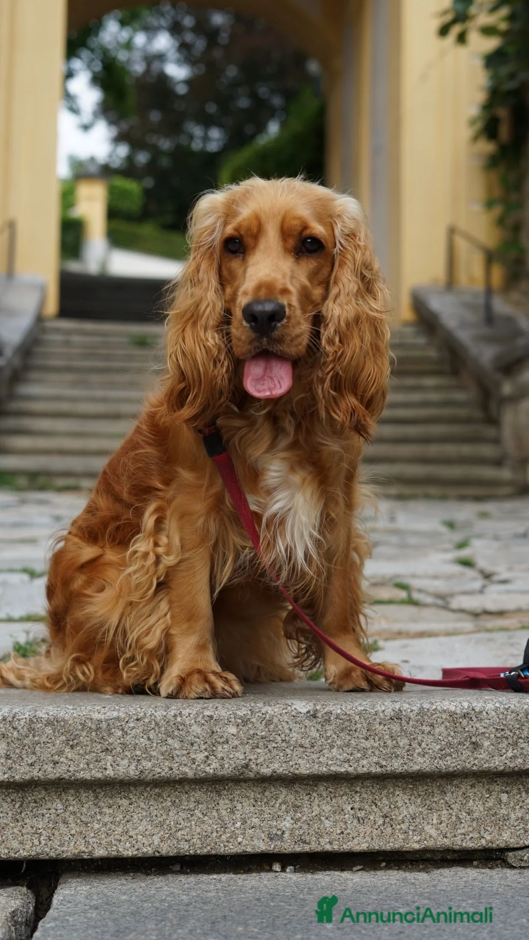 Cocker cani in vendita: Vendo cuccioli cocker spaniel a Provincia di Pescara - Annuncio 5