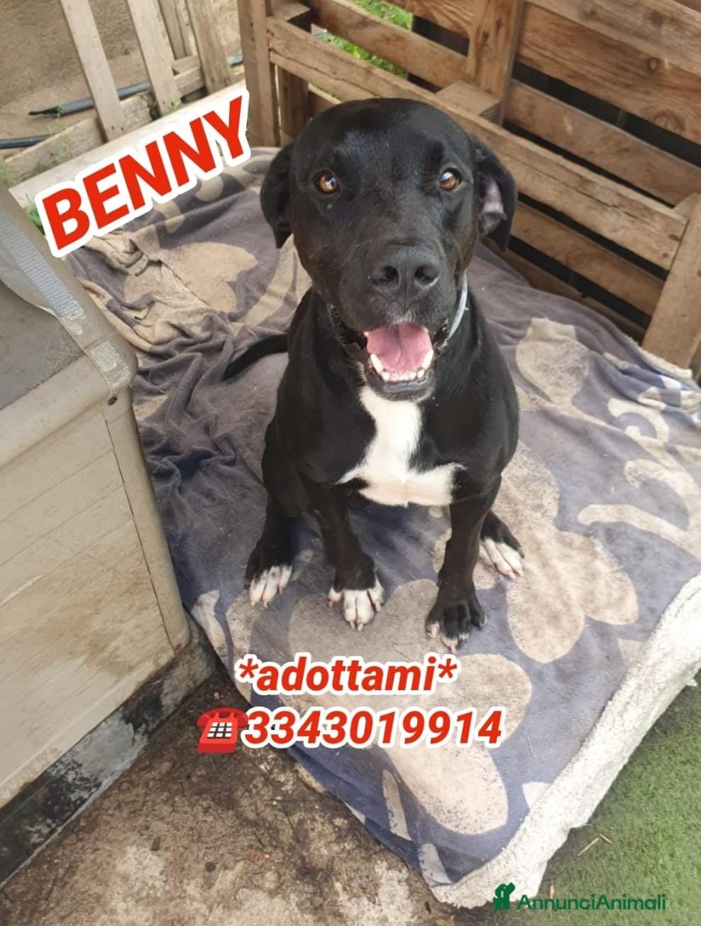 Meticcio cani BENNY 💙 il cane che non ha smesso di aspettare - Annuncio 6