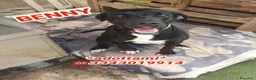 Meticcio cani in regalo: BENNY 💙 il cane che non ha smesso di aspettare a Provincia di Modena - Annuncio 1