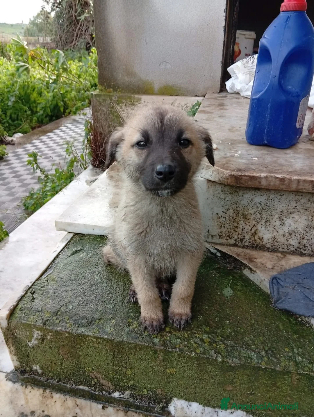 Meticcio cani in regalo: Hulk ceca casa!!  - Annuncio 3