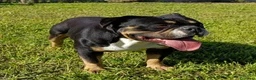 American Bully cani in vendita: American bully - Annuncio 3