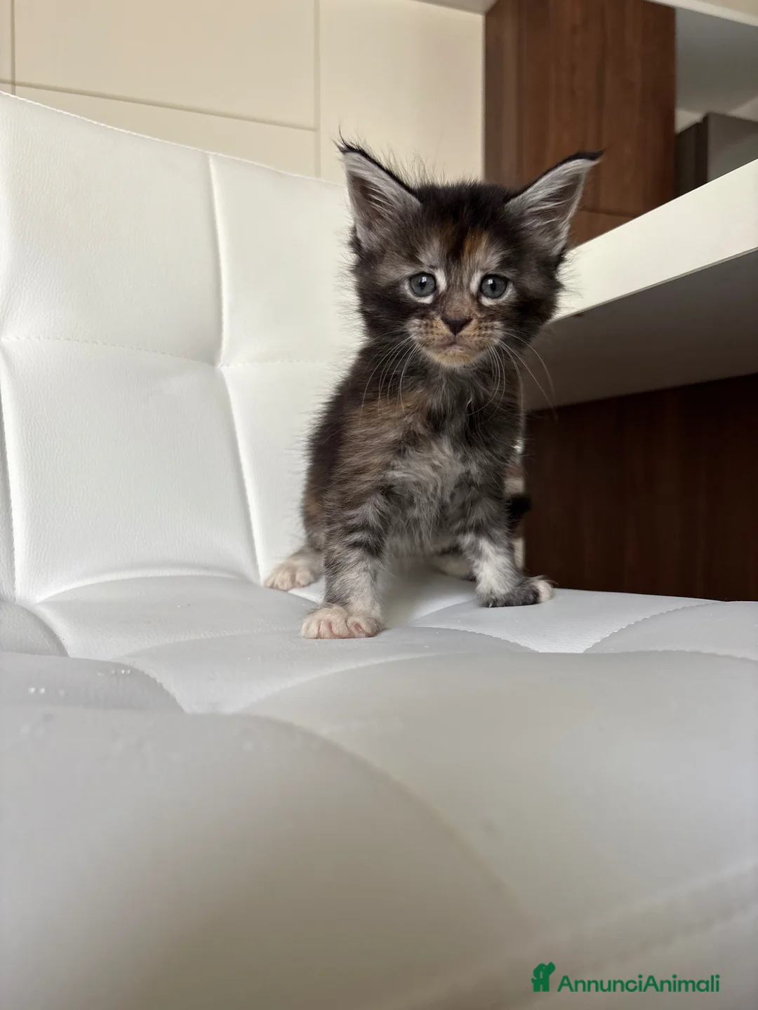 Maine Coon gatti in vendita: Maine Coon  - Annuncio 5