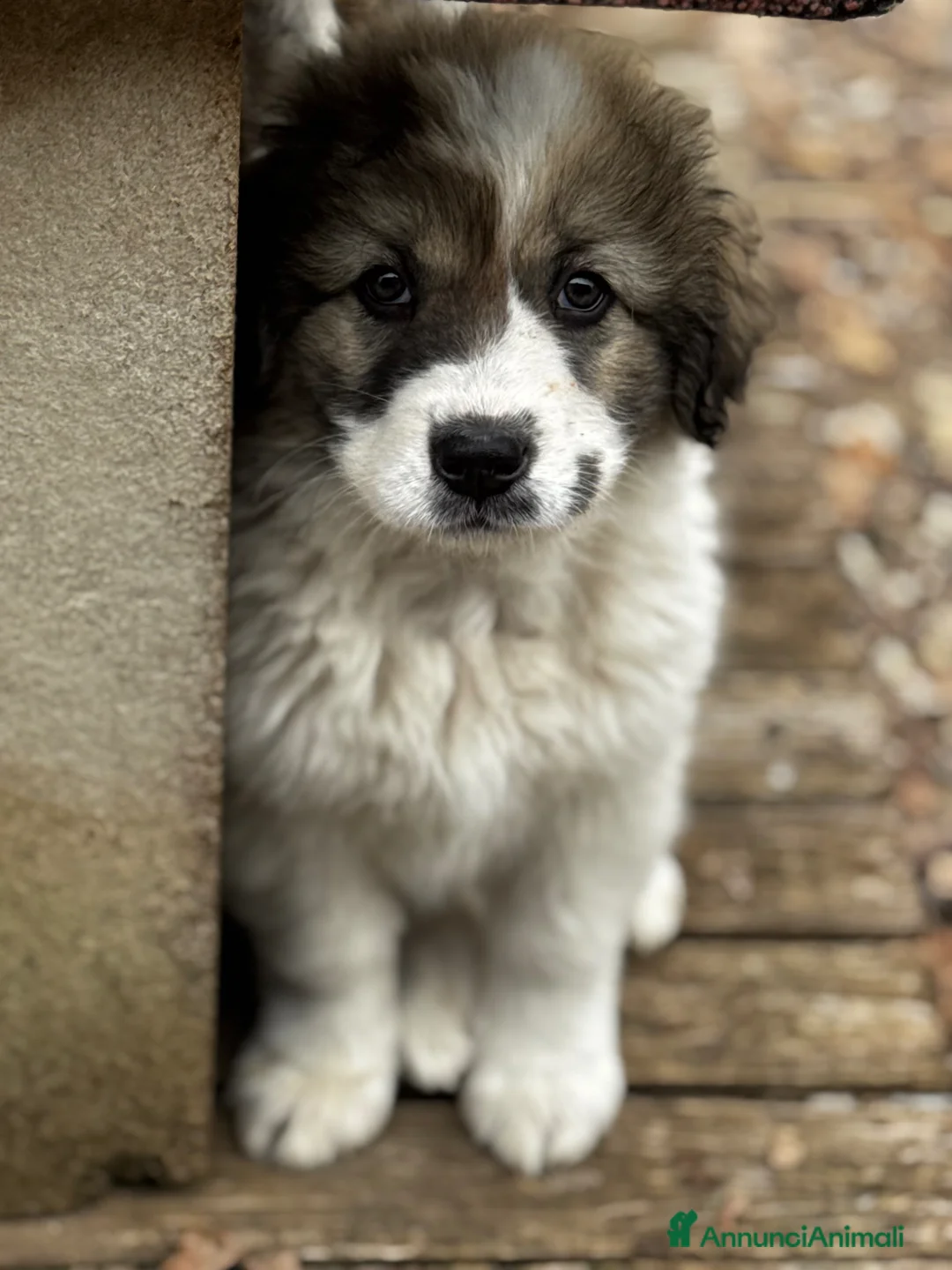Meticcio cani in regalo: Ginny cucciola curiosa e coccolona a Città metropolitana di Milano - Annuncio 1