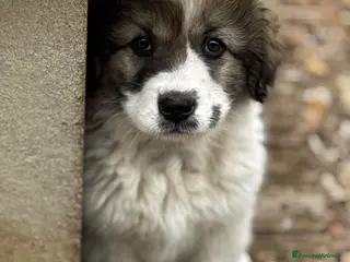 Meticcio cani Ginny cucciola curiosa e coccolona - Annuncio 5