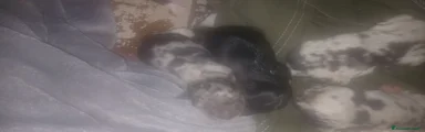 Meticcio Cucciolo 3