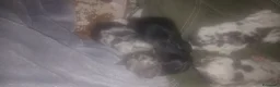 Meticcio cani in vendita: cuccioli su prenotazione - Annuncio 6