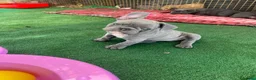Bulldog Francese cani in vendita: Cuccioli bulldog francese esotici  a Libero consorzio comunale di Siracusa - Annuncio 7