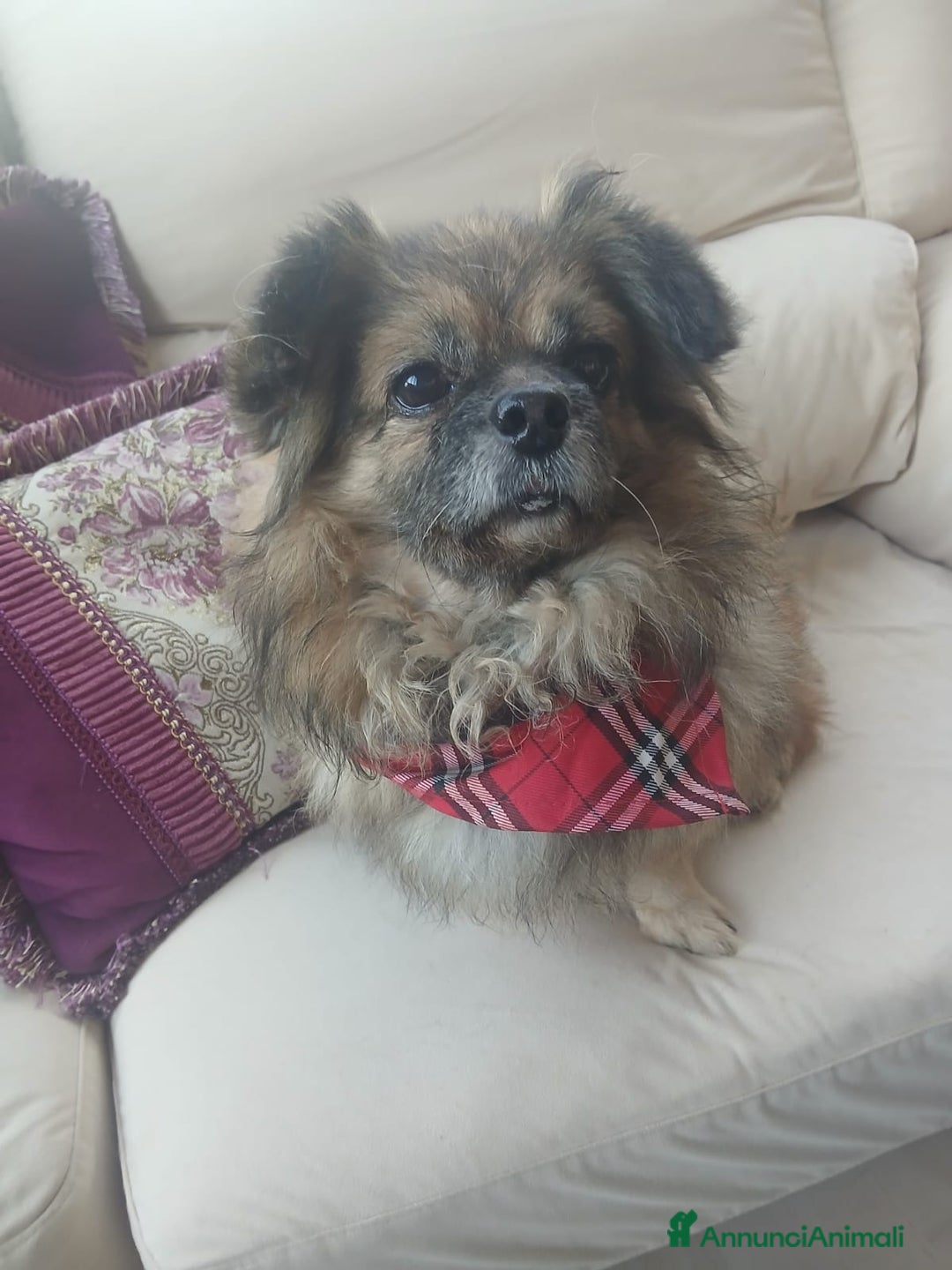 Pechinese cani in regalo: Peggy, splendida pechinese - Annuncio 4