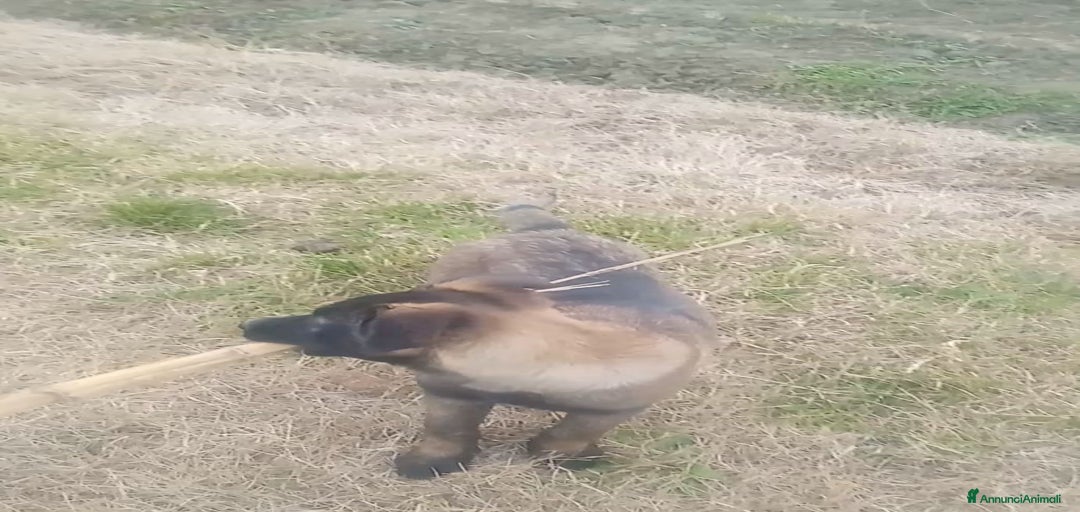 Immagine della galleria {{count}}