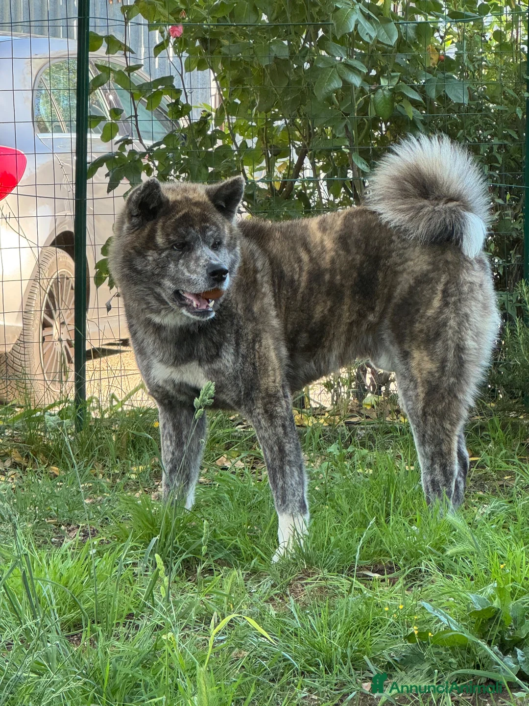 Akita Inu cani per accoppiamento: Accoppiamento a Provincia di Frosinone - Annuncio 3
