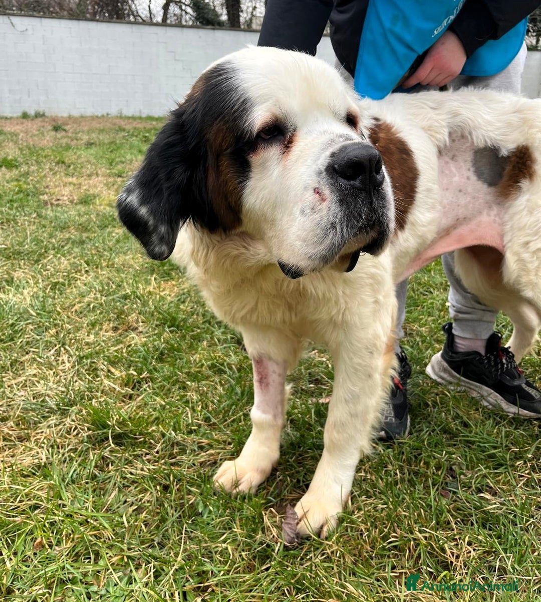 San Bernardo cani in regalo: BIANCA SAN BERNARDO - Annuncio 9