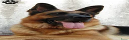 Pastore Tedesco cani in vendita: Cuccioli di pastore tedesco selezionati - Annuncio 8