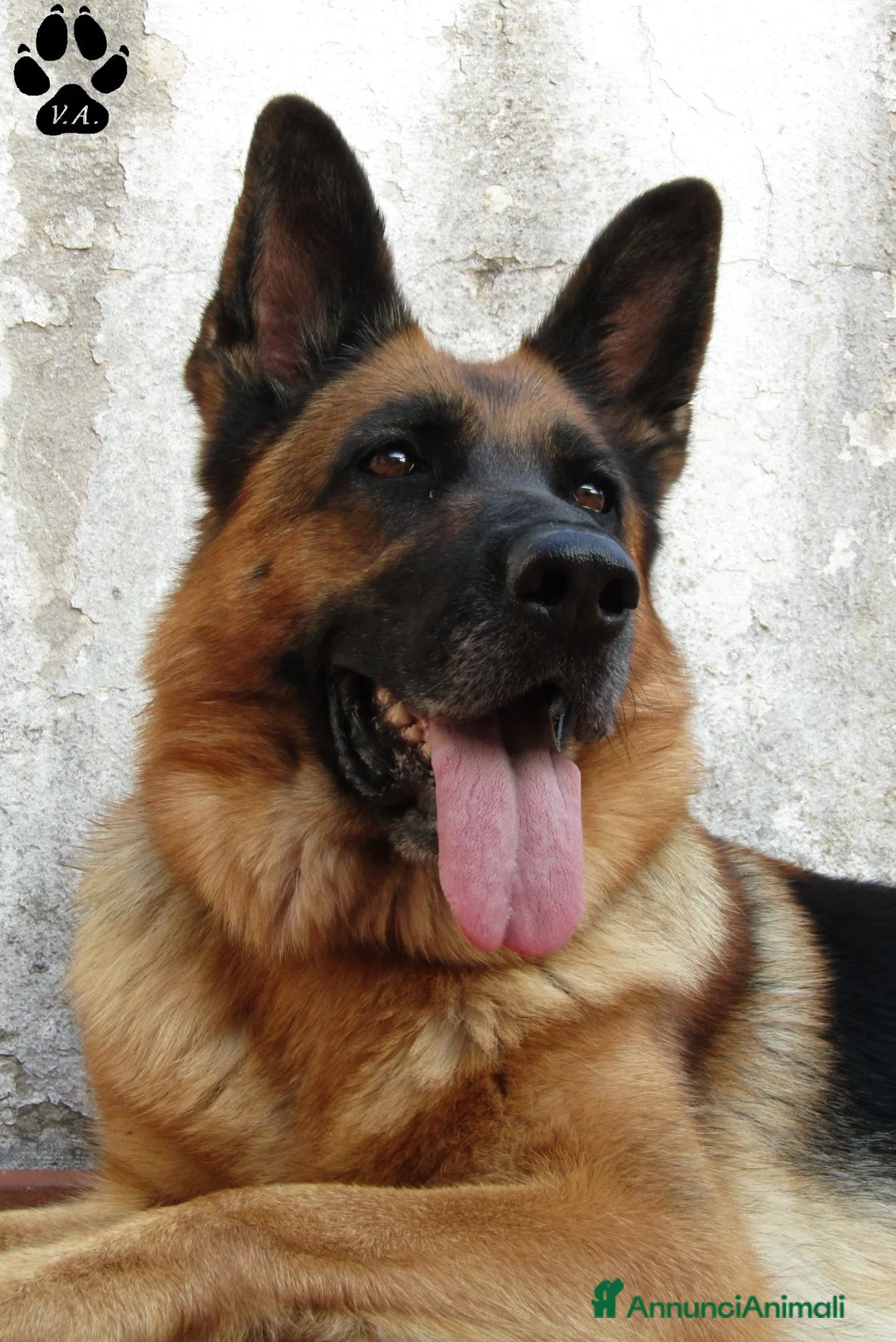 Pastore Tedesco cani in vendita: Cuccioli di pastore tedesco selezionati - Annuncio 8