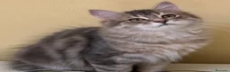 Siberiano gatti in vendita: Cuccioli Siberiano - Annuncio 10