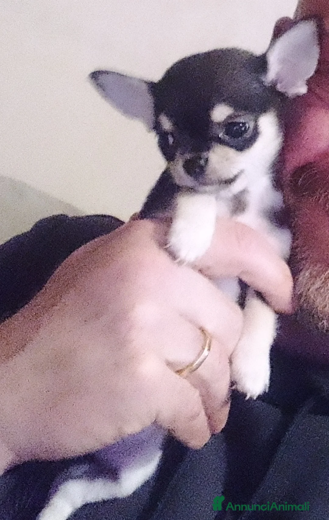 Chihuahua cani in vendita: Cucciola chihuahua mini - Annuncio 3