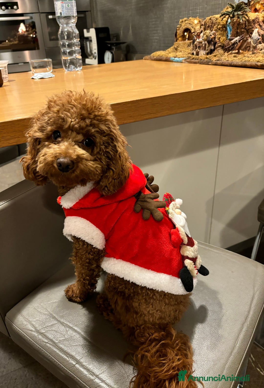 Barboncino Toy cani per accoppiamento: Barboncino toy red disponibile per accoppiamento  a Provincia di Rimini - Annuncio 5