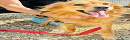Volpino Italiano cani in regalo: Pimpa, volpina dal grande cuore - Annuncio 4