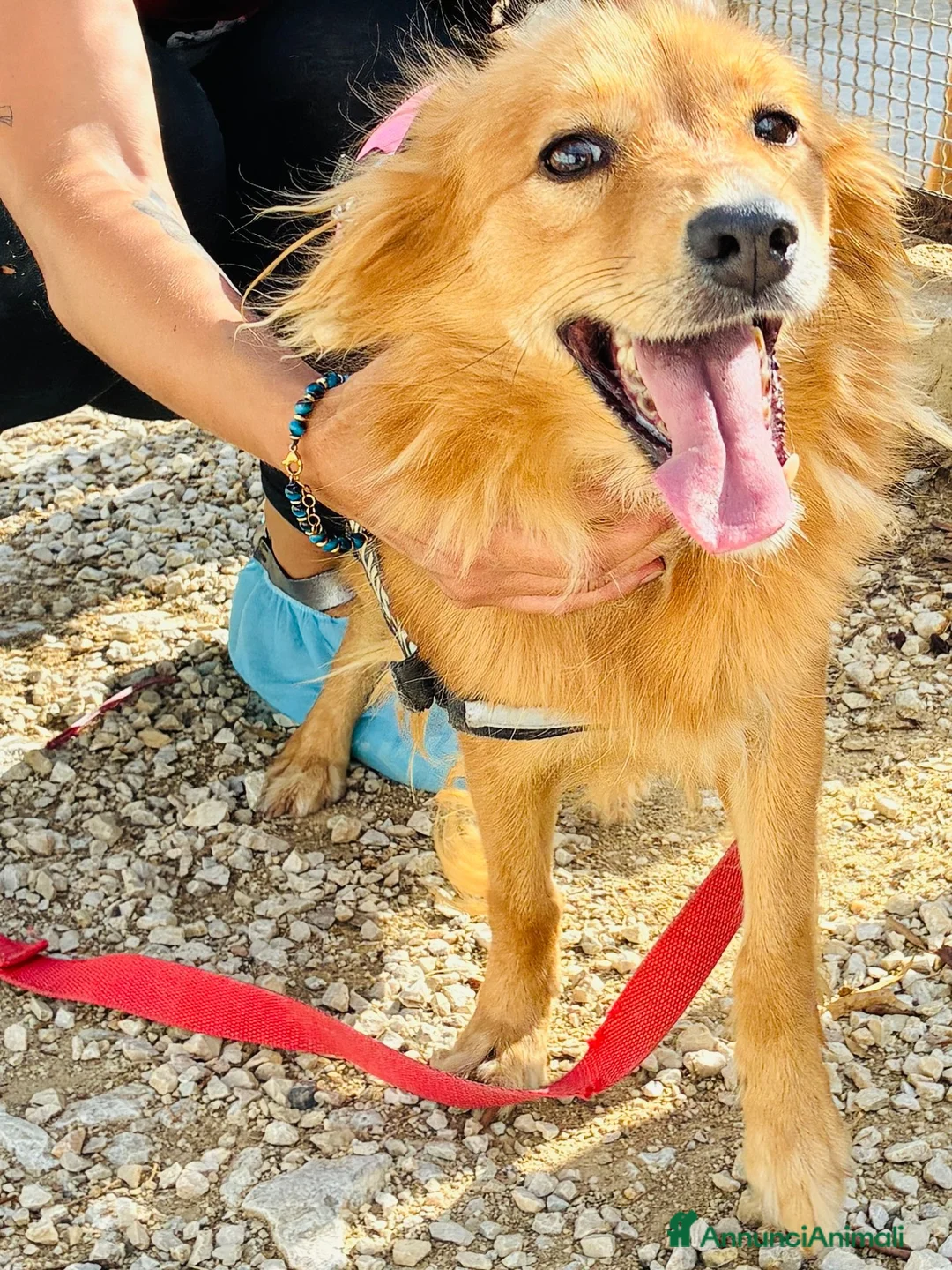 Volpino Italiano cani in regalo: Pimpa, volpina dal grande cuore - Annuncio 4