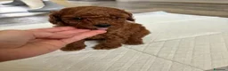 Barboncino Toy cani in vendita: Barboncini Toy di linea asiatica disponibili - Annuncio 1