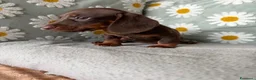 Bassotto cani in vendita: Bassotti Nani  - Annuncio 2
