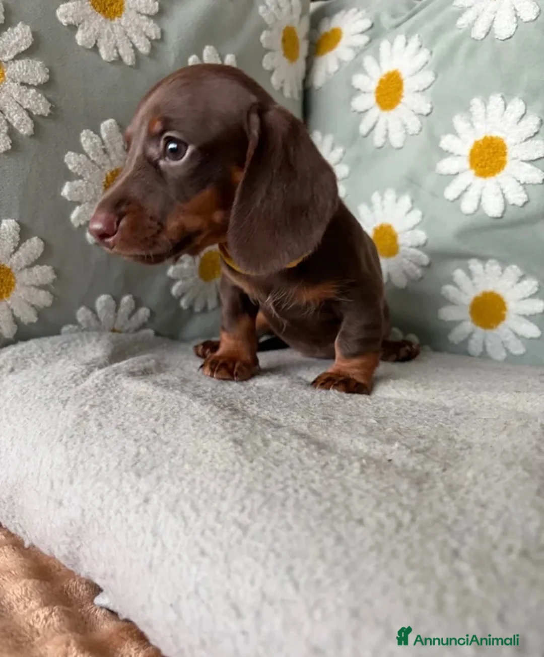 Bassotto cani in vendita: Bassotti Nani  - Annuncio 2