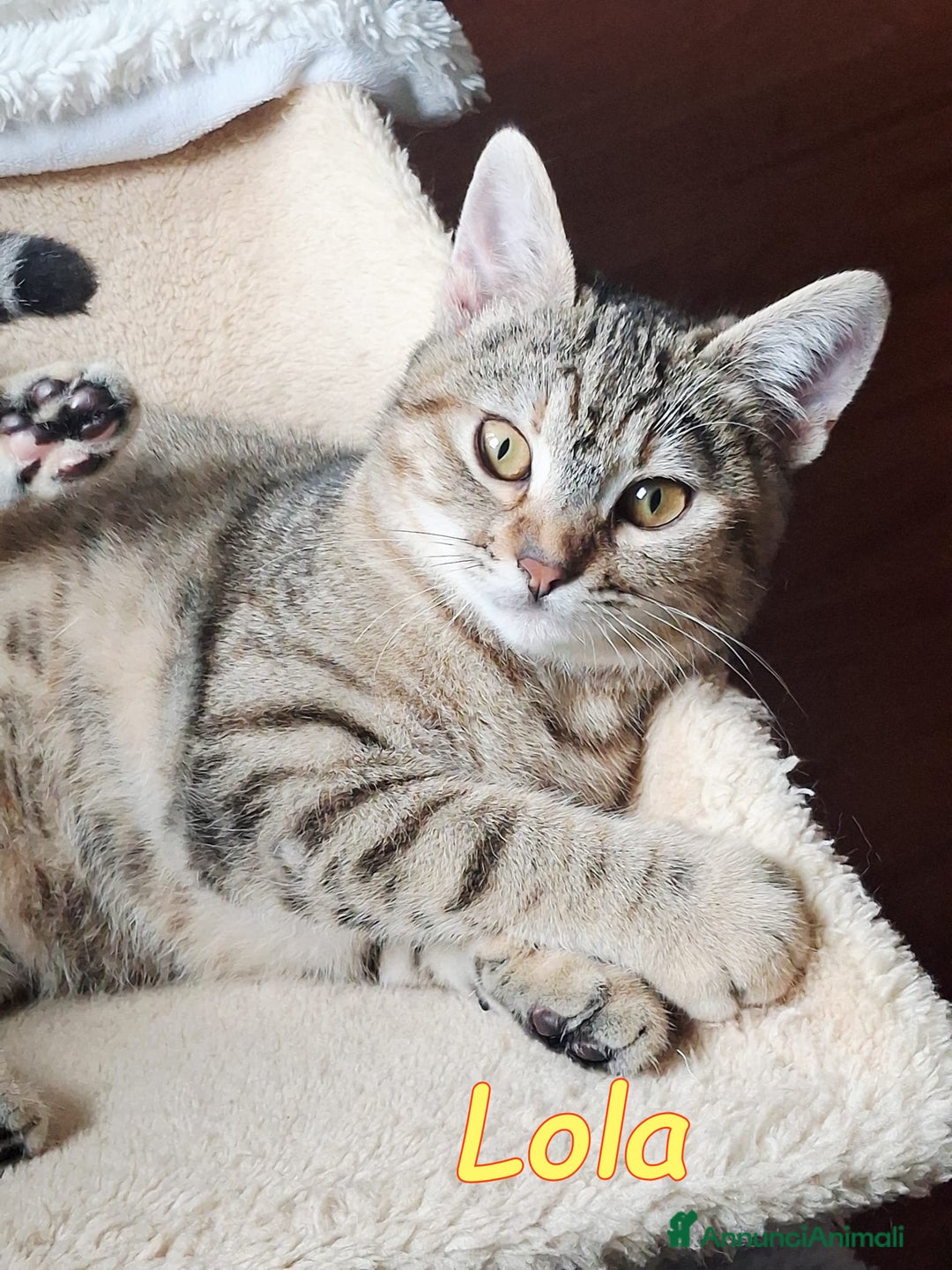 Europeo gatti in regalo: LOLA cerca casa - Annuncio 4