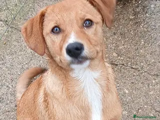 Meticcio cani BACK 💙 - cucciolo. Sta aspettando dentro un box😢 - Annuncio 28