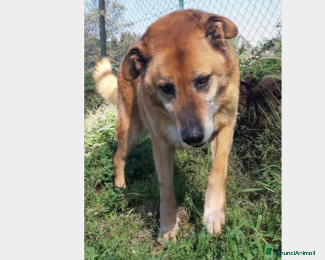 Meticcio cani in regalo: Folk, super cagnolone dolcissimo  a Roma - Annuncio 8