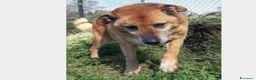 Meticcio cani in regalo: Folk, super cagnolone dolcissimo  a Roma - Annuncio 8