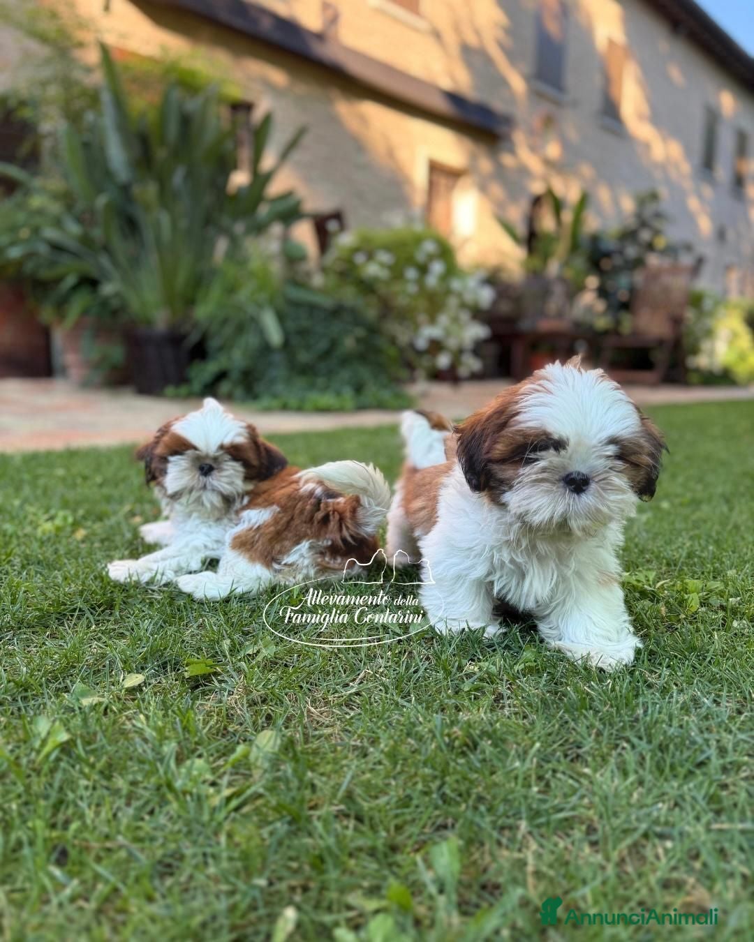 Shih Tzu cani CUCCIOLI DI RAZZA SHIH TZU - Annuncio 1