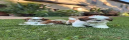 Shih Tzu cani in vendita: CUCCIOLI DI RAZZA SHIH TZU - Annuncio 1