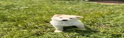 Meticcio cani in regalo: Bellissimo Dimitry - Annuncio 3