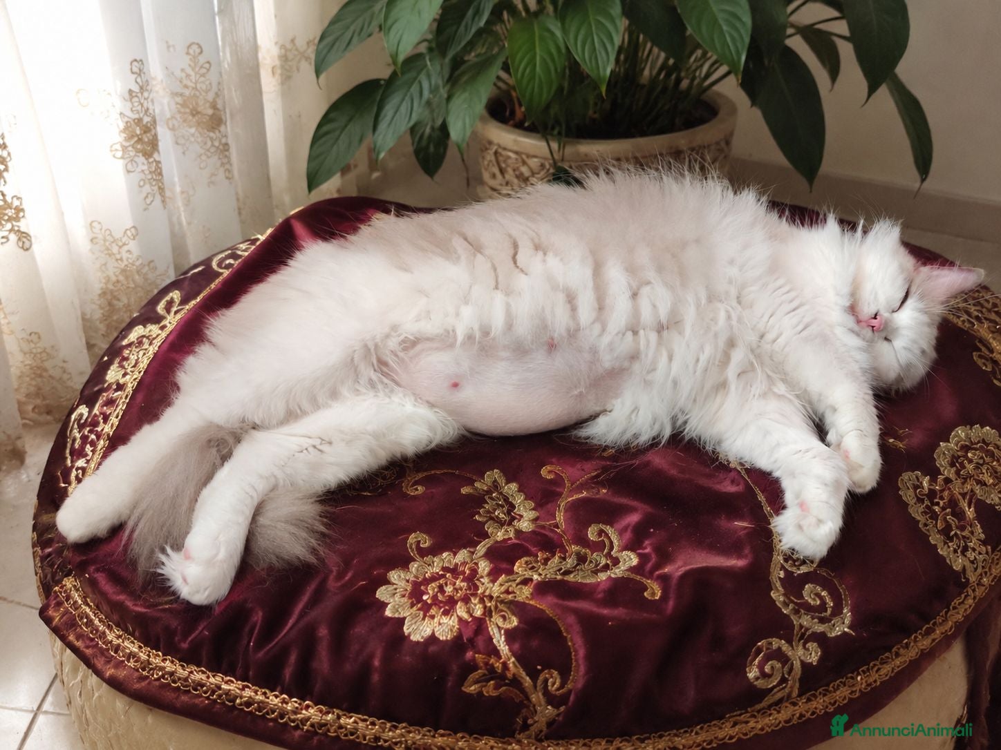 Ragdoll gatti in vendita: Ragdoll con pedegree  - Annuncio 1