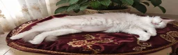 Ragdoll gatti in vendita: Ragdoll con pedegree  a Città metropolitana di Milano - Annuncio 1