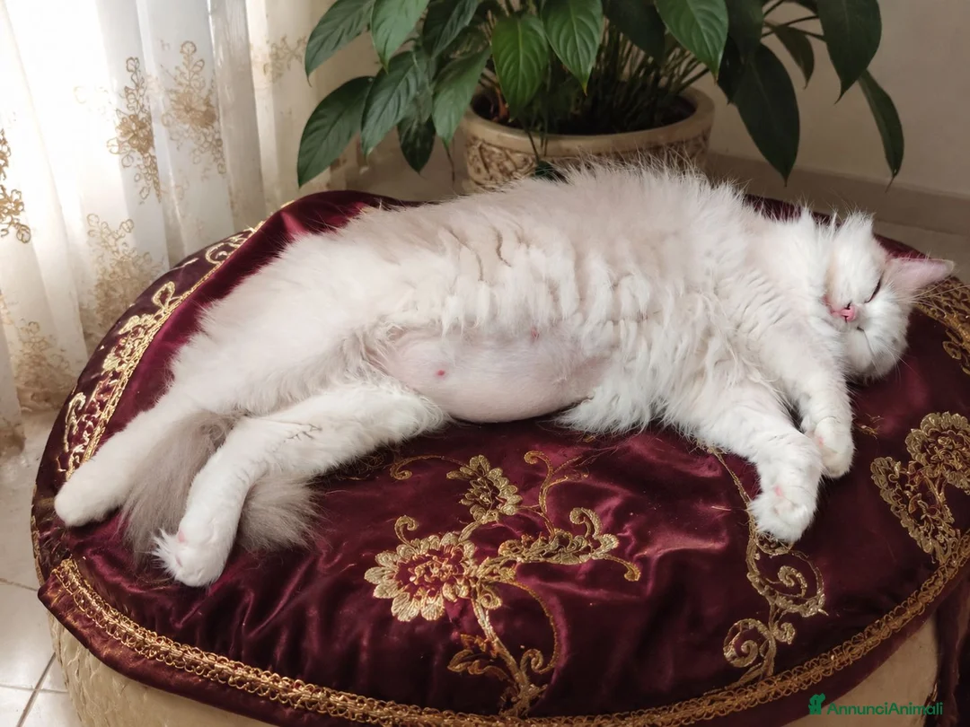 Ragdoll gatti in vendita: Ragdoll con pedegree  a Città metropolitana di Milano - Annuncio 1