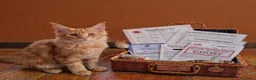 Maine Coon gatti in vendita: torna disponibile maine coon cucciolo  - Annuncio 2