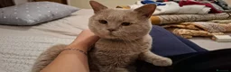 British gatti per accoppiamento: British shorthair lilac  - Annuncio 4