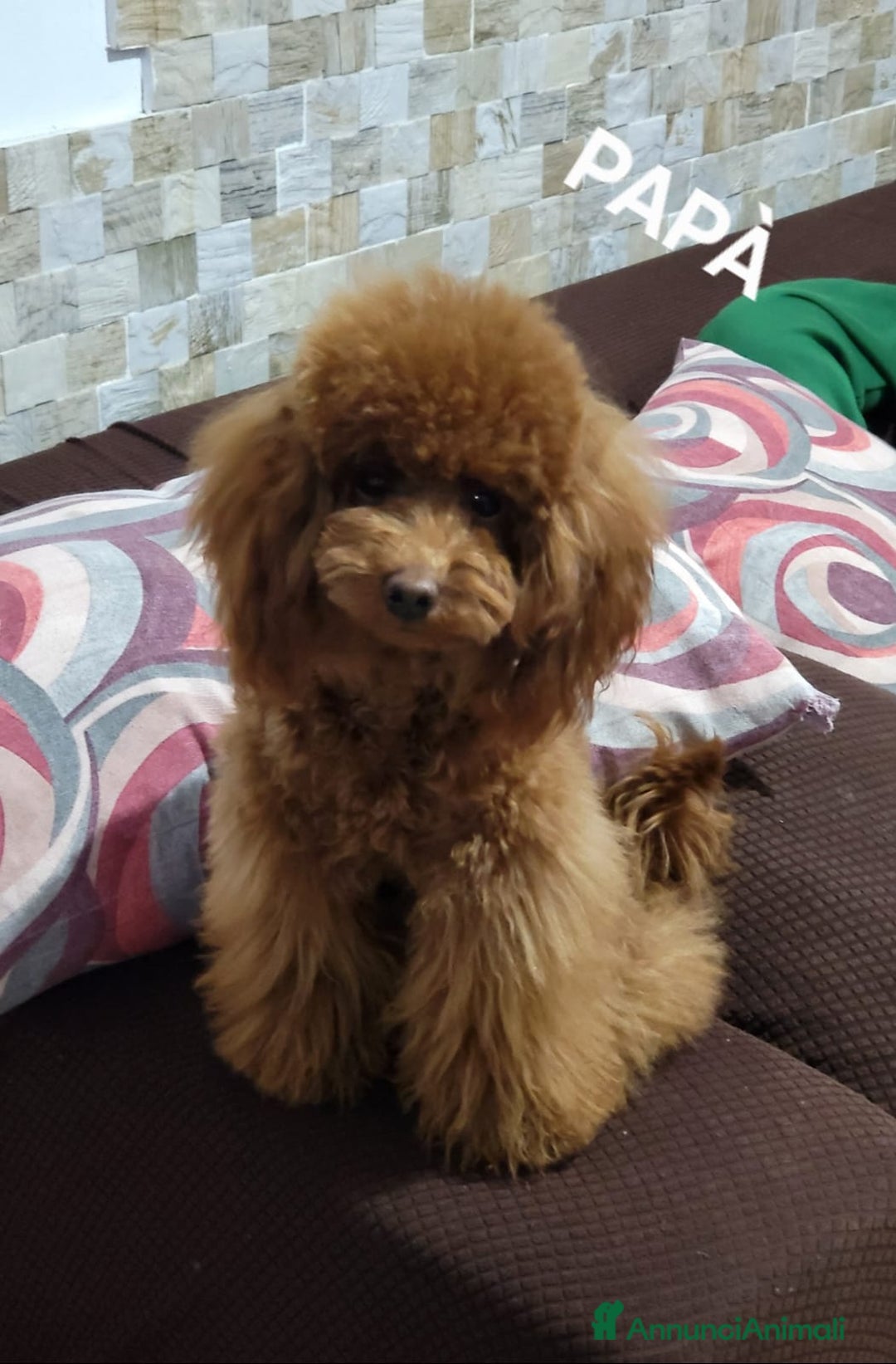 Barboncino Toy cani in vendita: Barboncino minitoy  - Annuncio 4