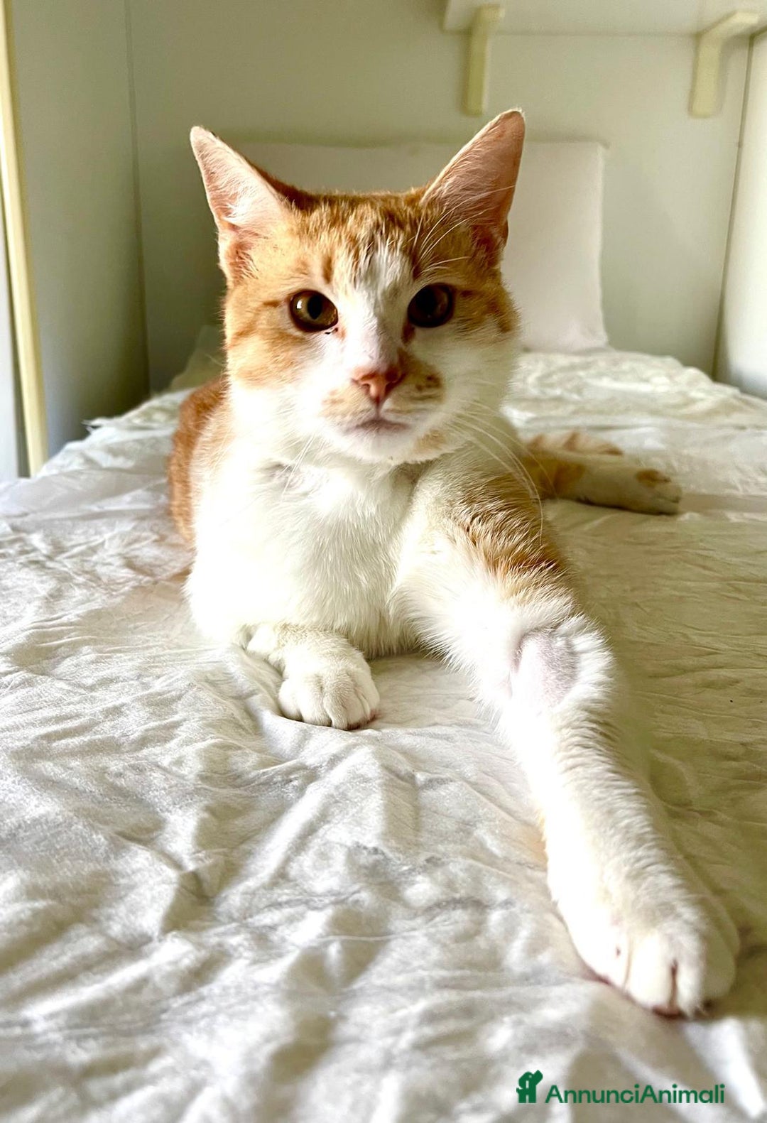 Europeo gatti in regalo: Simply Red a Città metropolitana di Milano - Annuncio 3