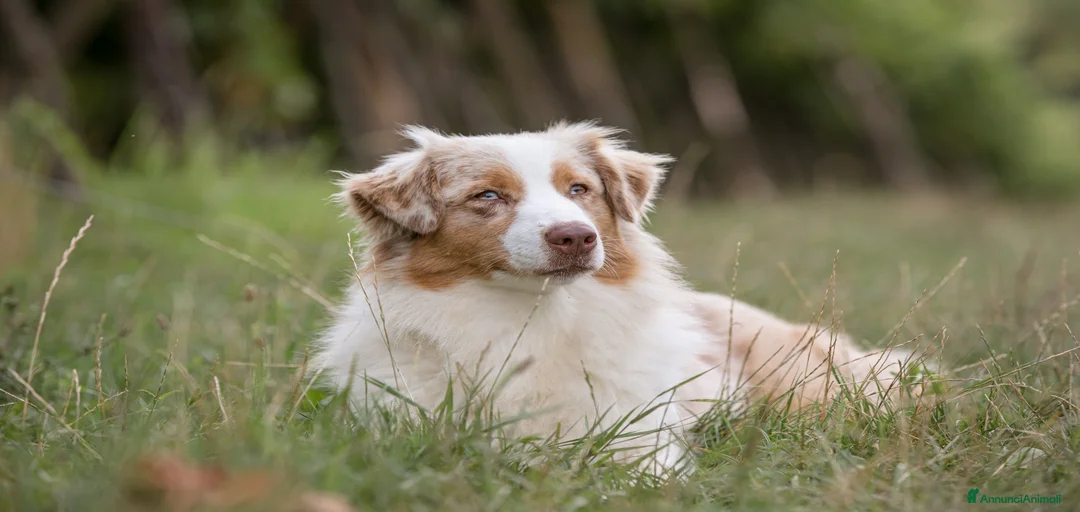 Immagine della galleria {{count}}