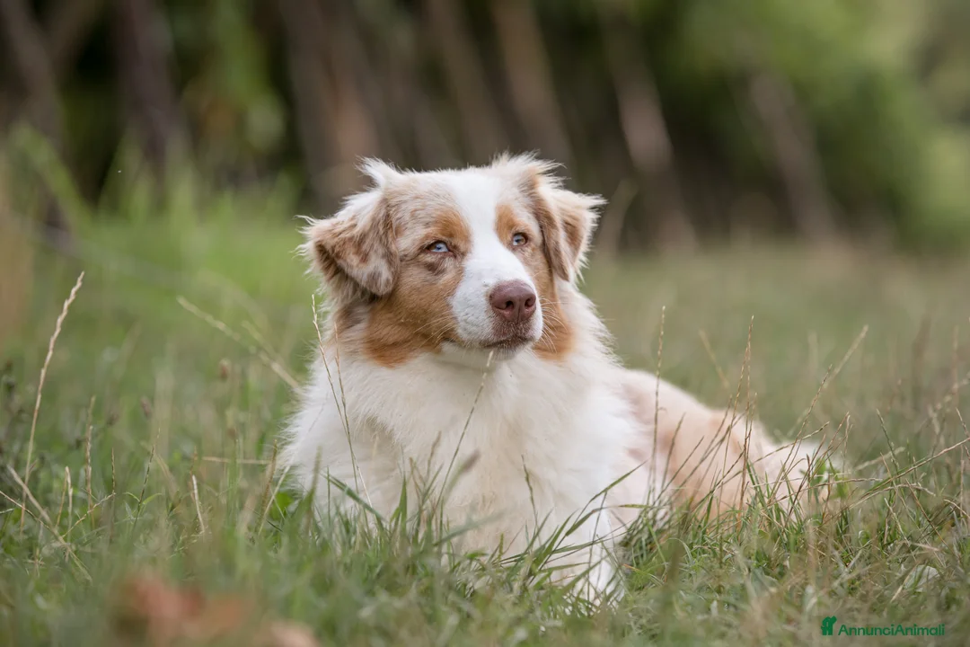 Immagine della galleria {{count}}